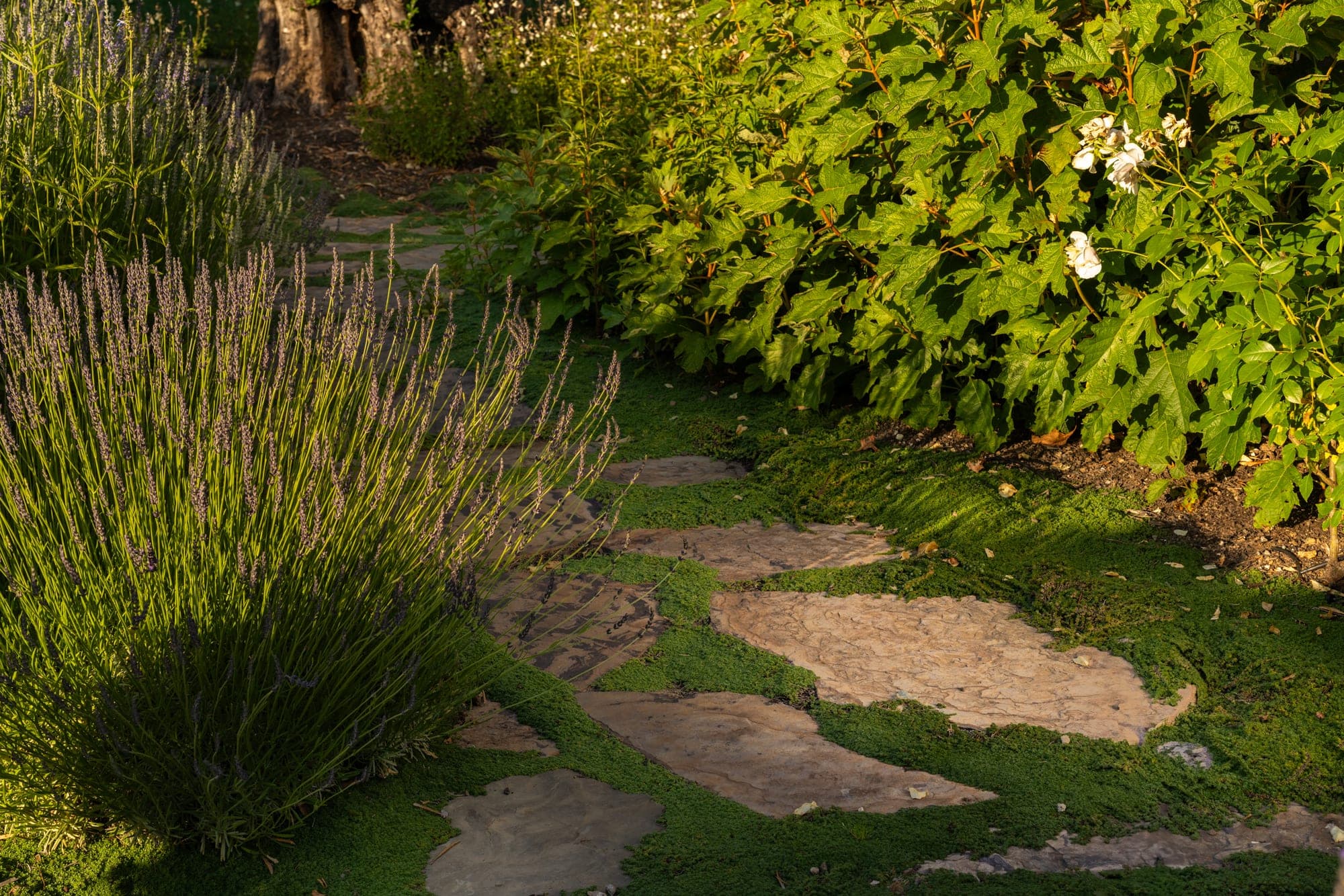 Garden path moving through layered planting