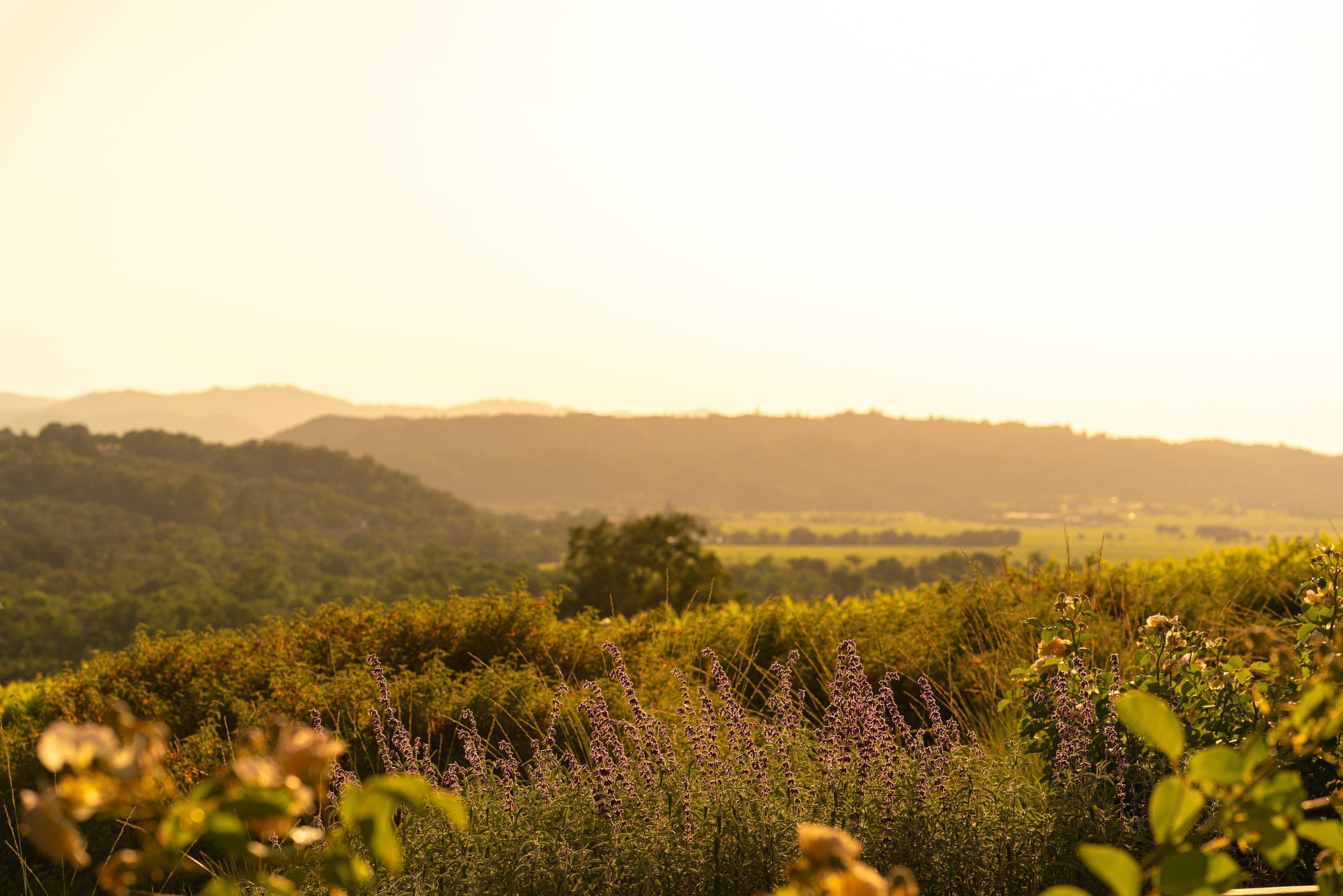 Garden and vineyard landscape in Alexander Valley