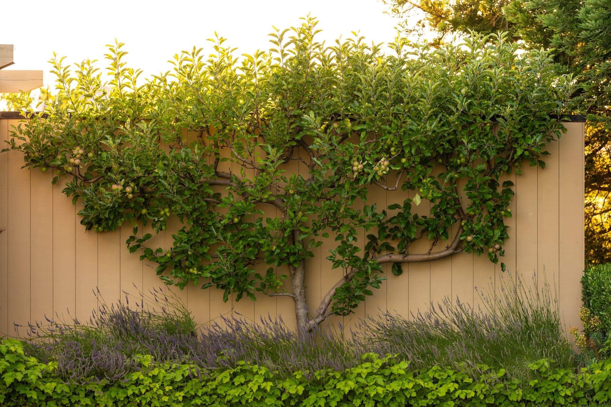 Olive tree and garden set against the valley landscape