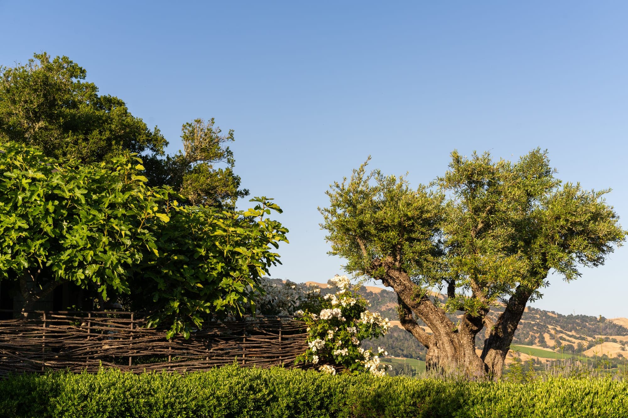 Mature olive tree anchoring the Alexander Valley garden