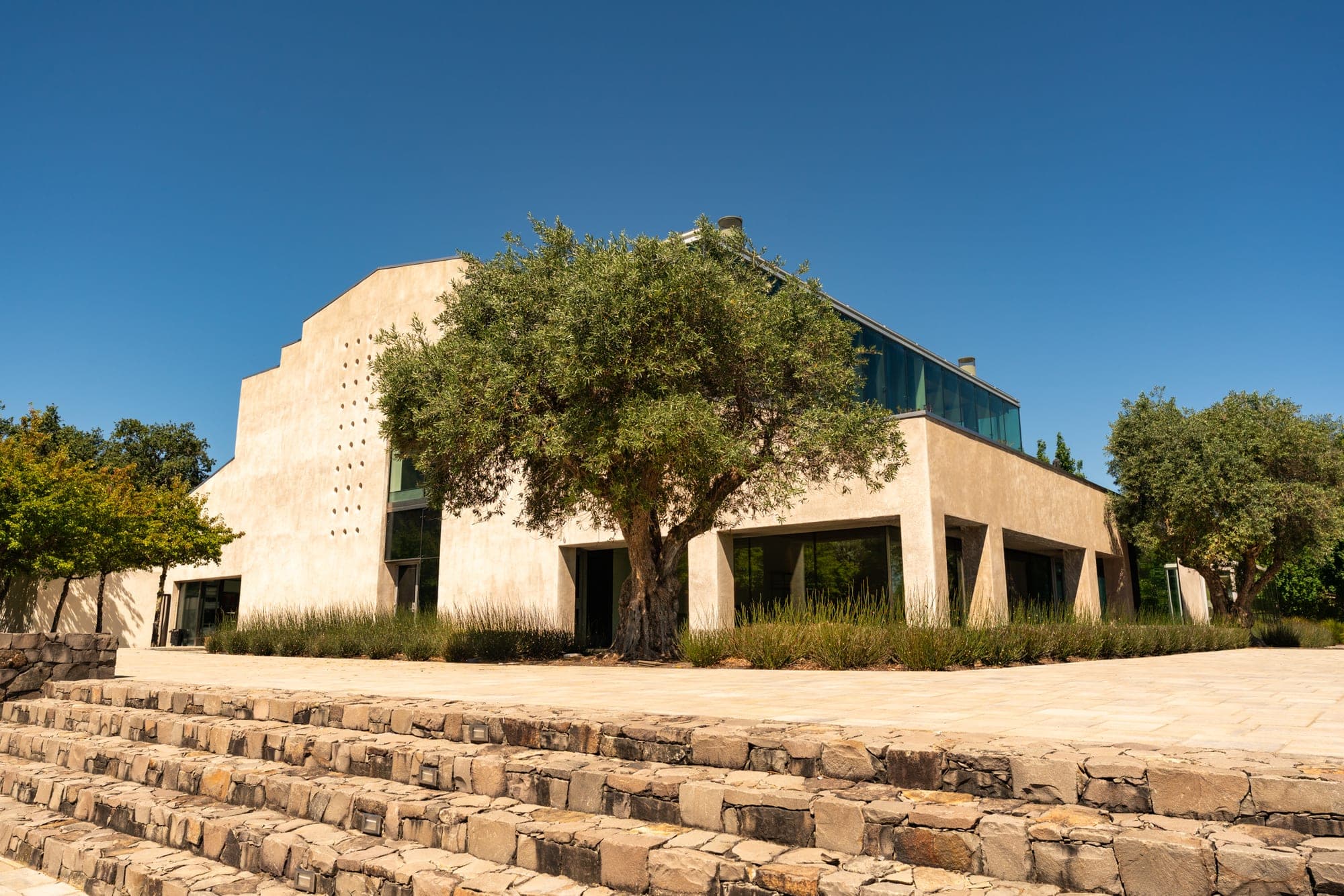 Commercial building framed by trees and landscape planting