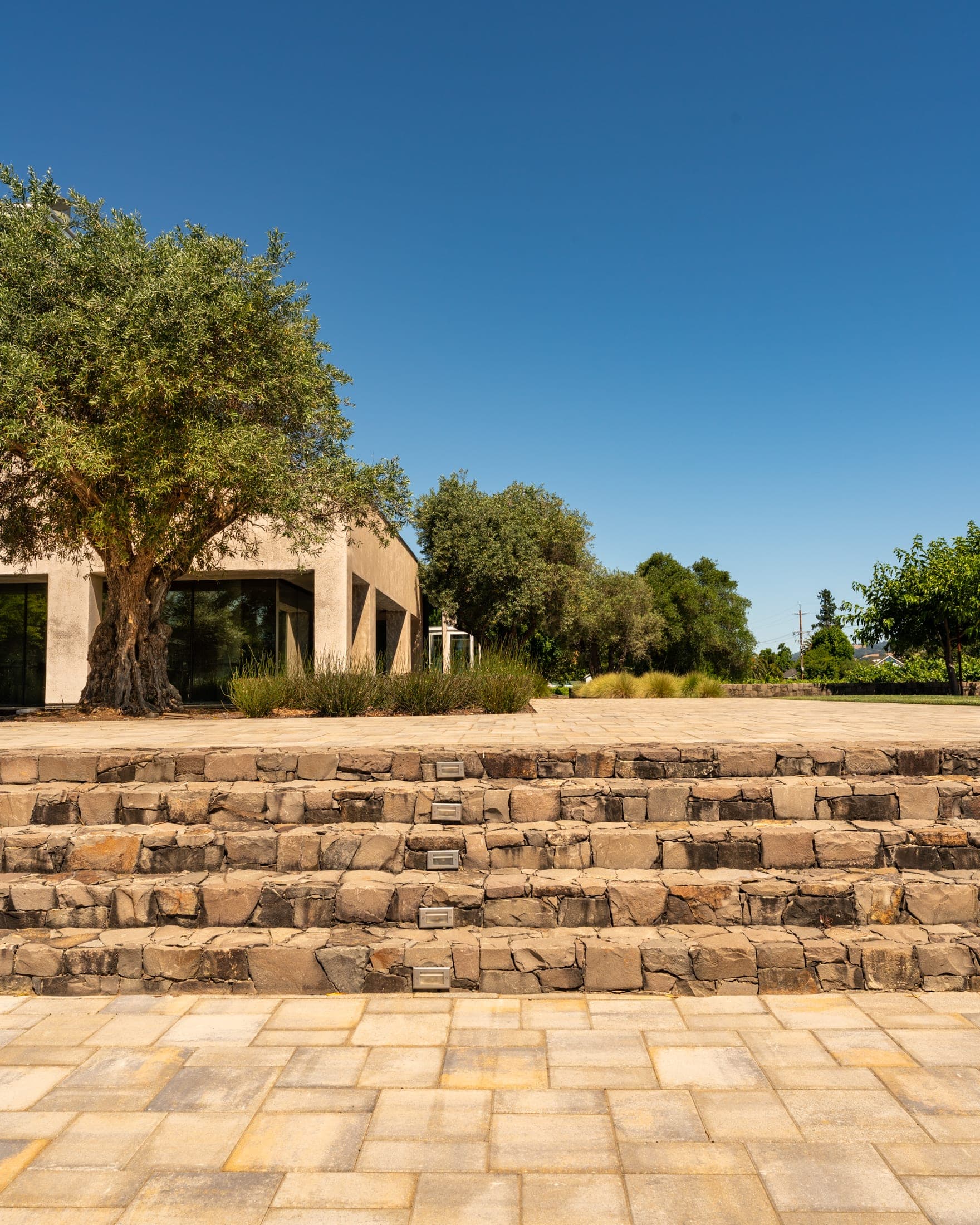 Stone terraces and mature olive tree at Cyrus