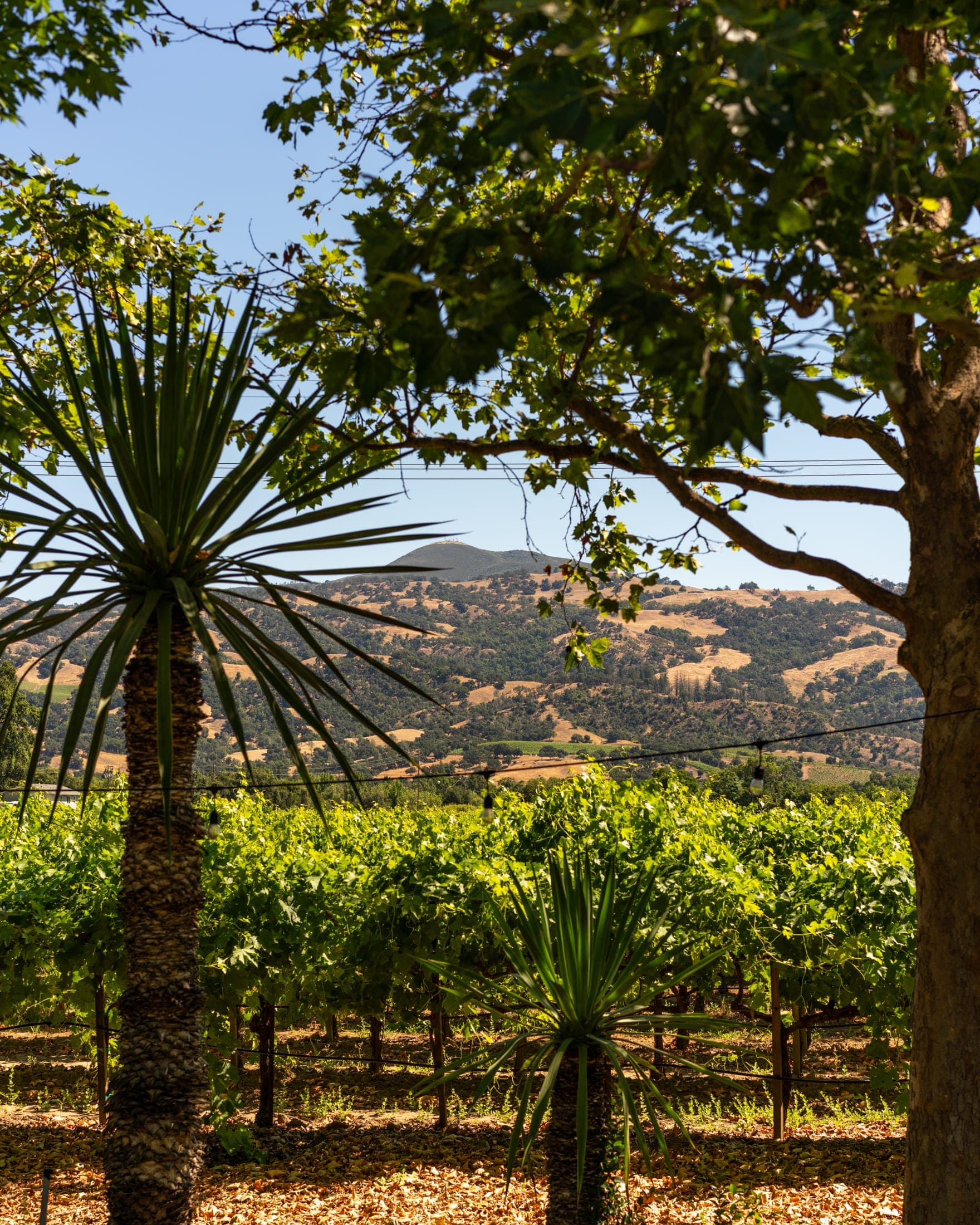 Landscape planting beside the vineyard setting