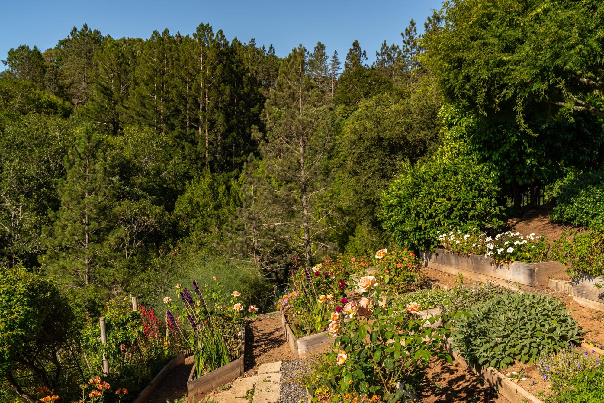 Garden path passing through flowering plants
