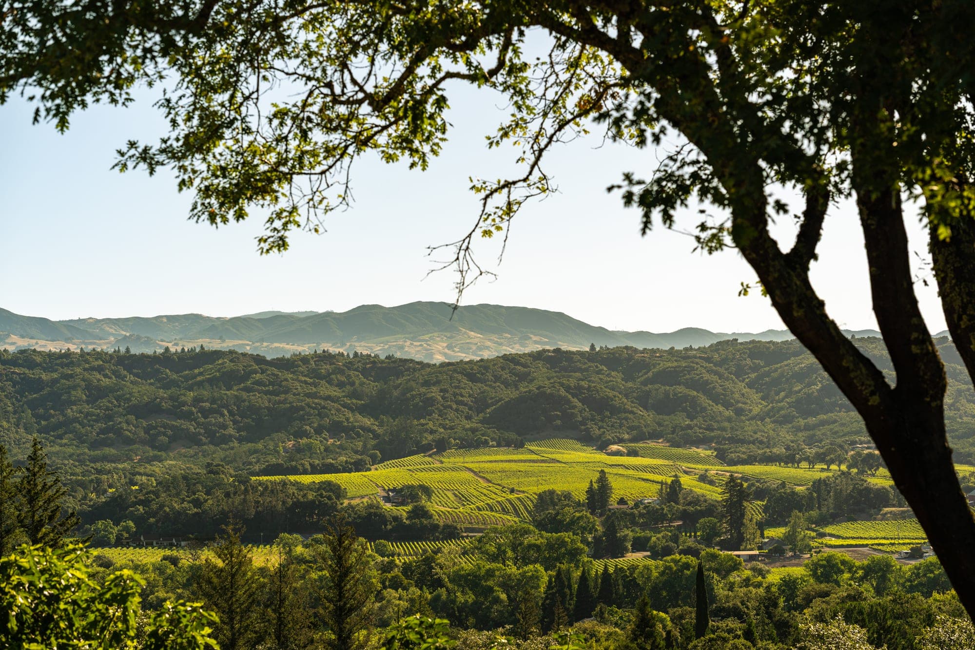 View across the Healdsburg landscape