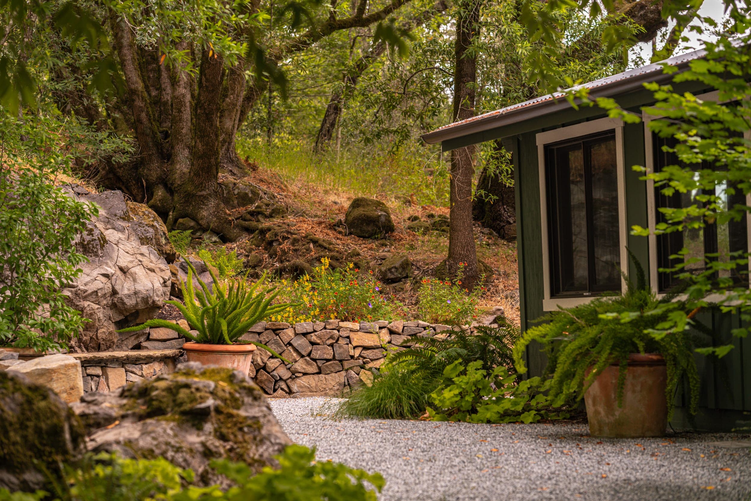 Woodland garden surrounding a dark green outbuilding in Healdsburg