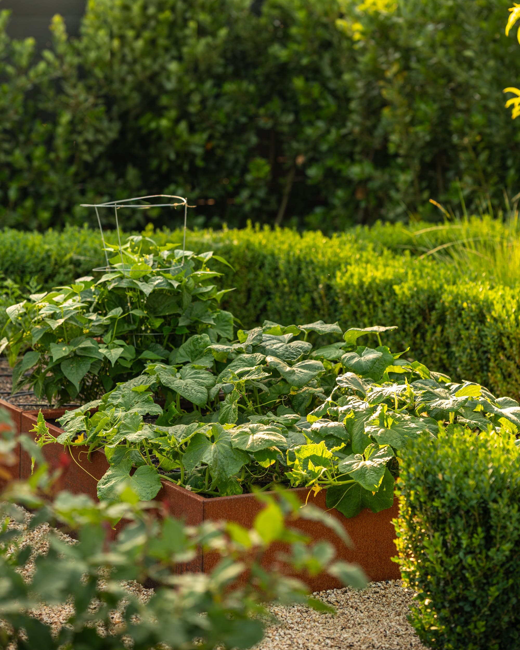 Raised edible garden beds in warm evening light