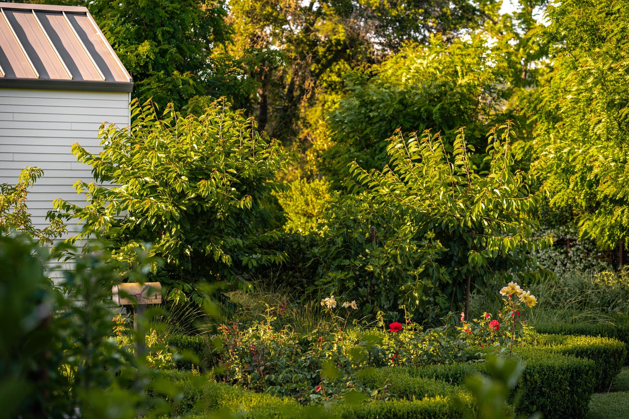 Layered green garden planting in Healdsburg