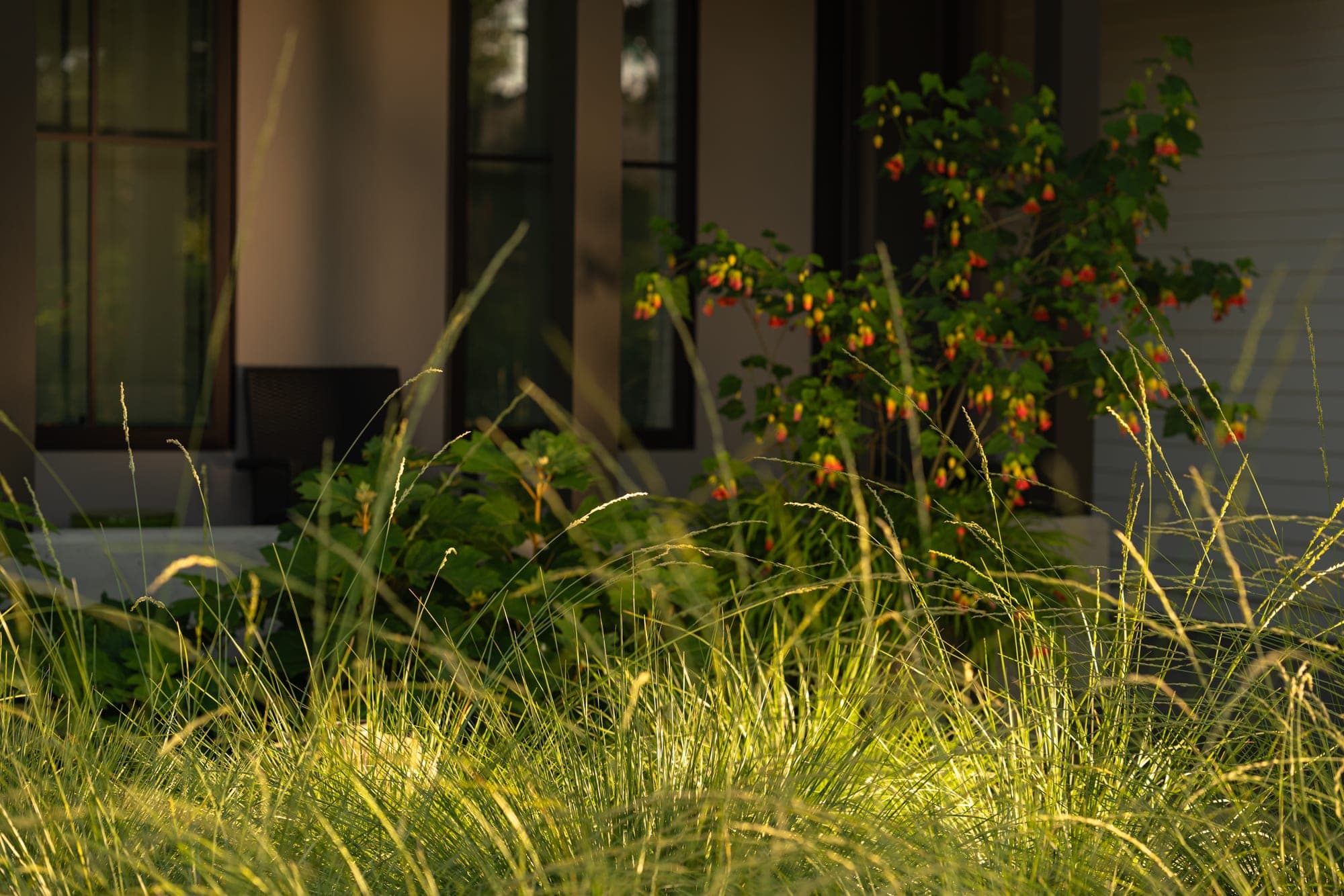 Ornamental grasses softening the edge of the home