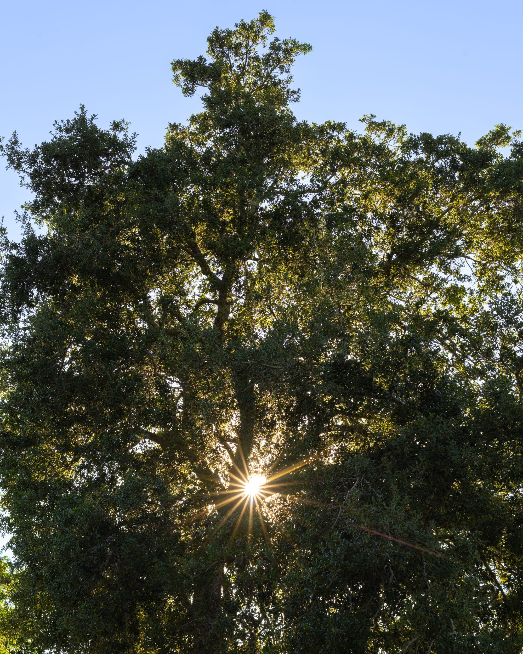 Sunlight filtering through a mature garden tree