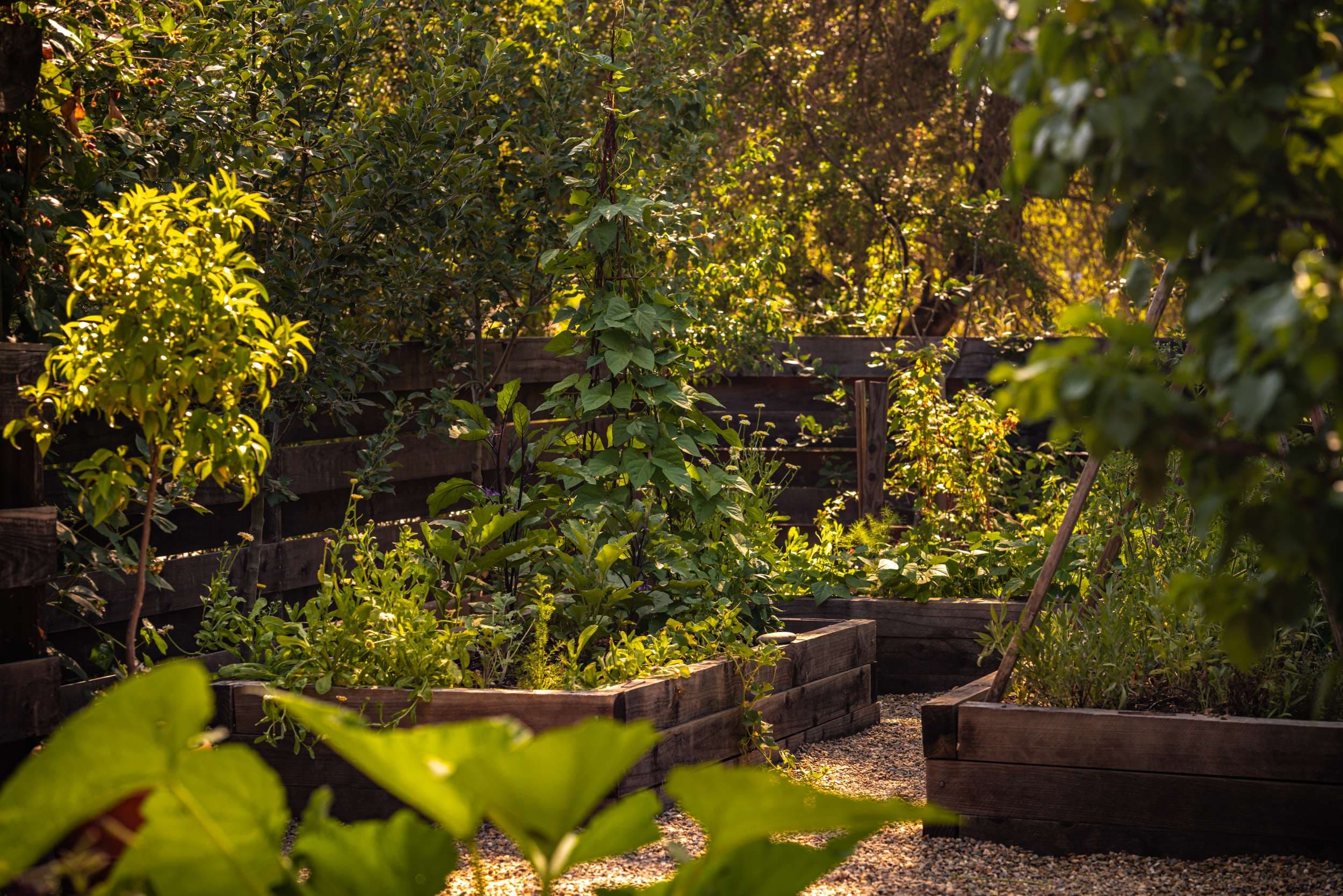 Productive raised beds surrounded by layered green planting in warm late-day light