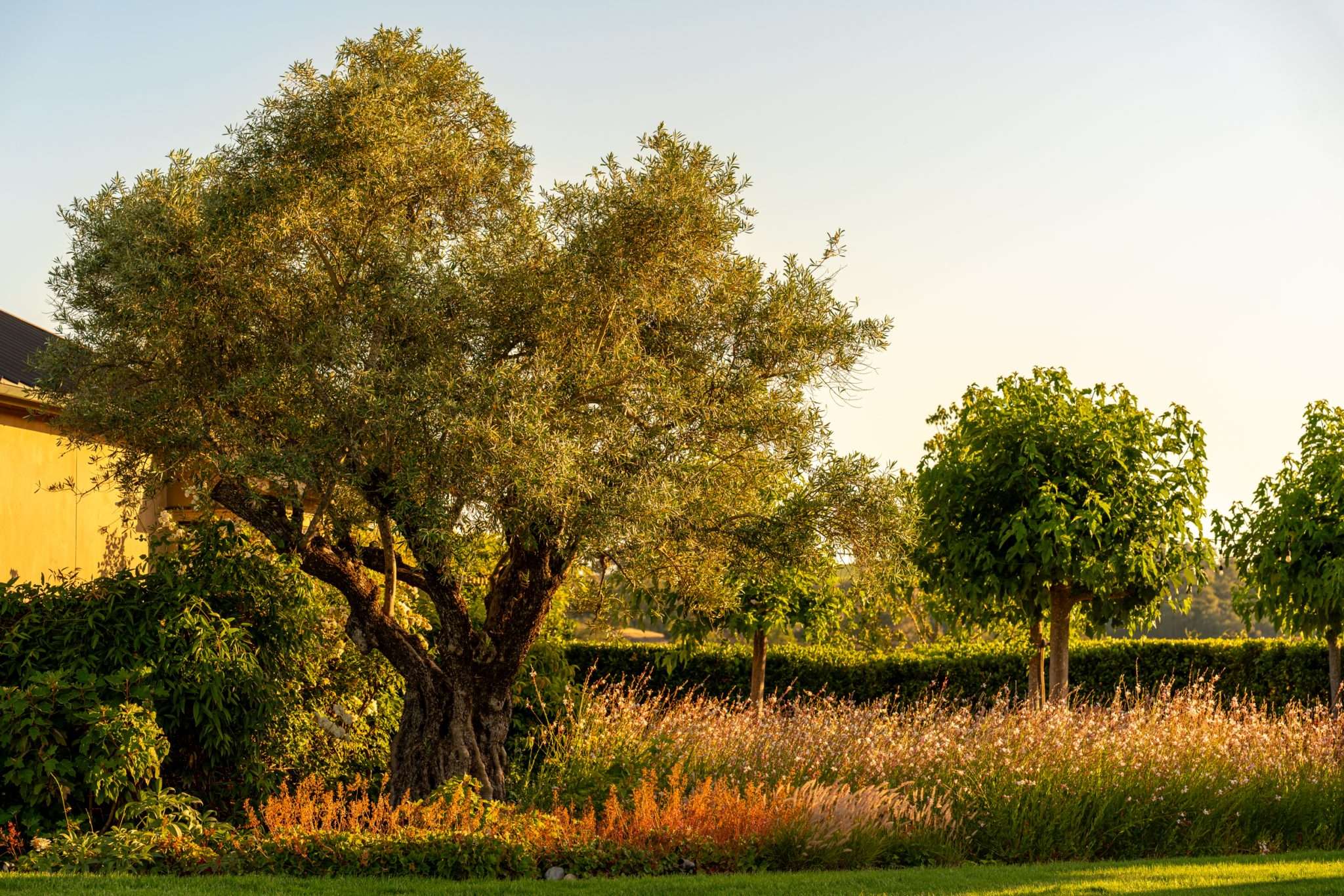 A Sonoma County garden in warm evening light