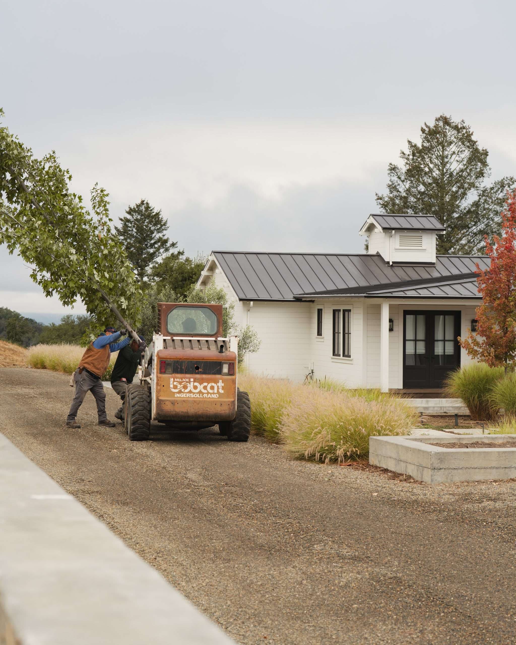 Drought-tolerant Mediterranean planting in a Sonoma County garden