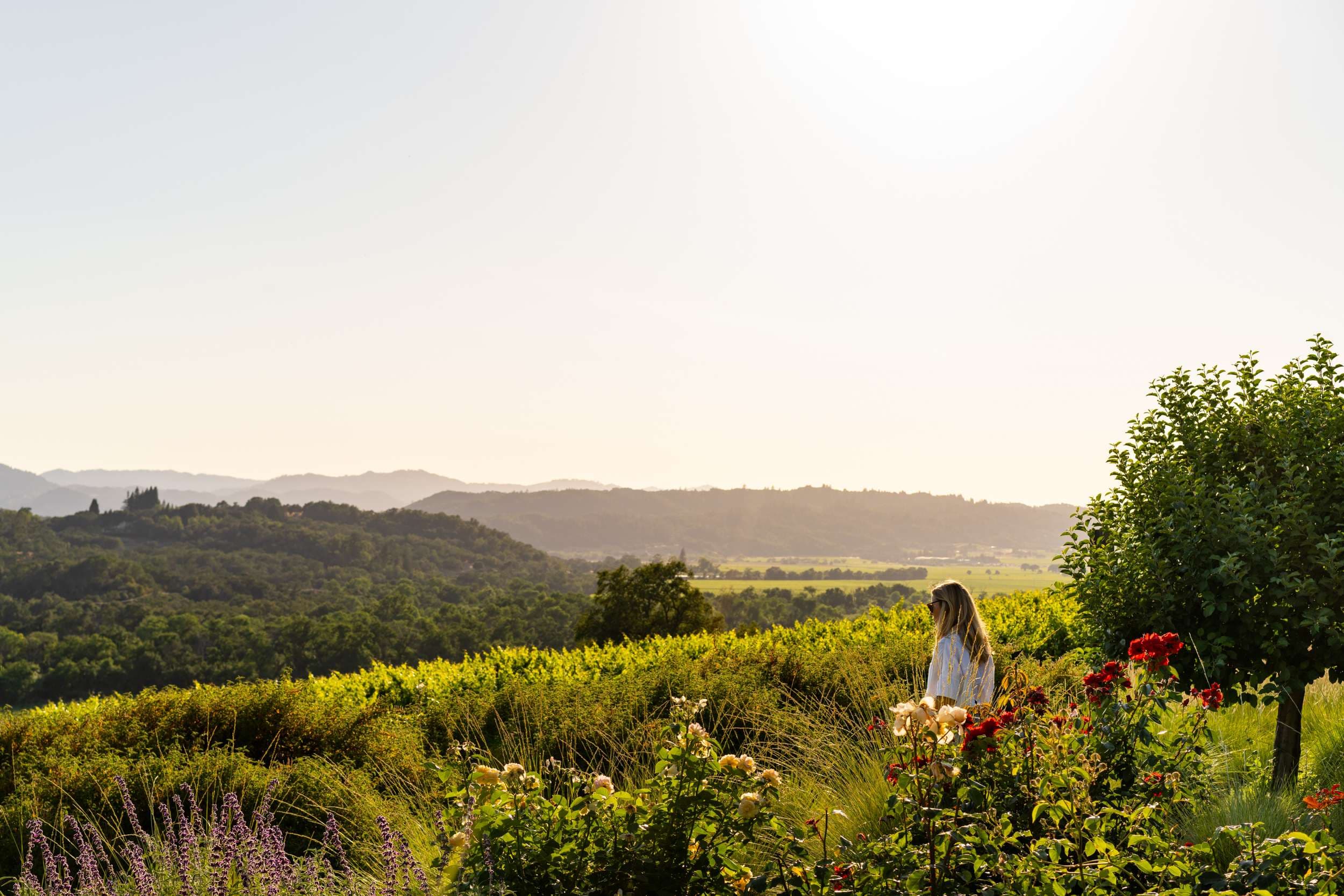 Roses and lavender overlooking a Sonoma County wine country landscape