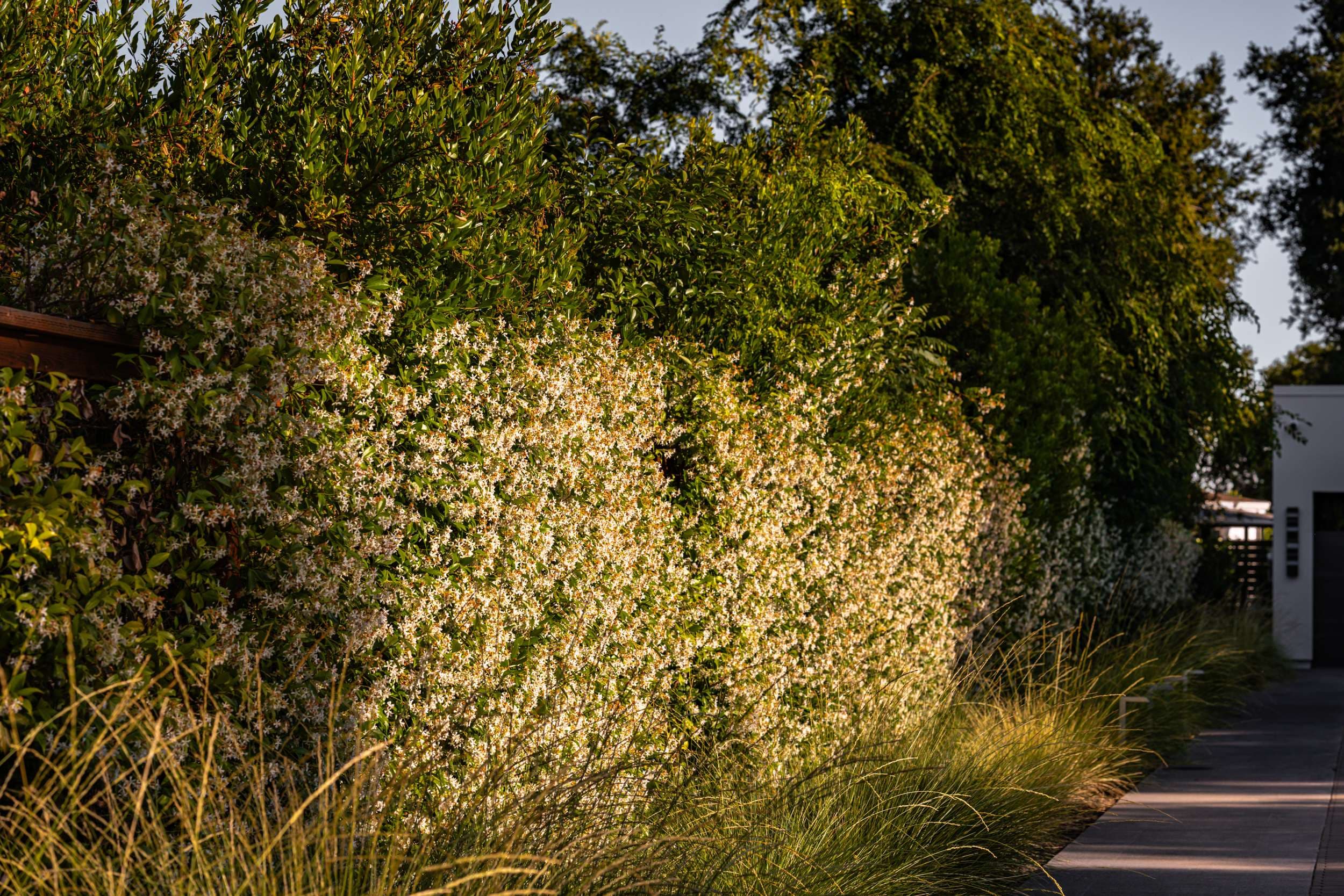Professional landscape design in Sonoma wine country