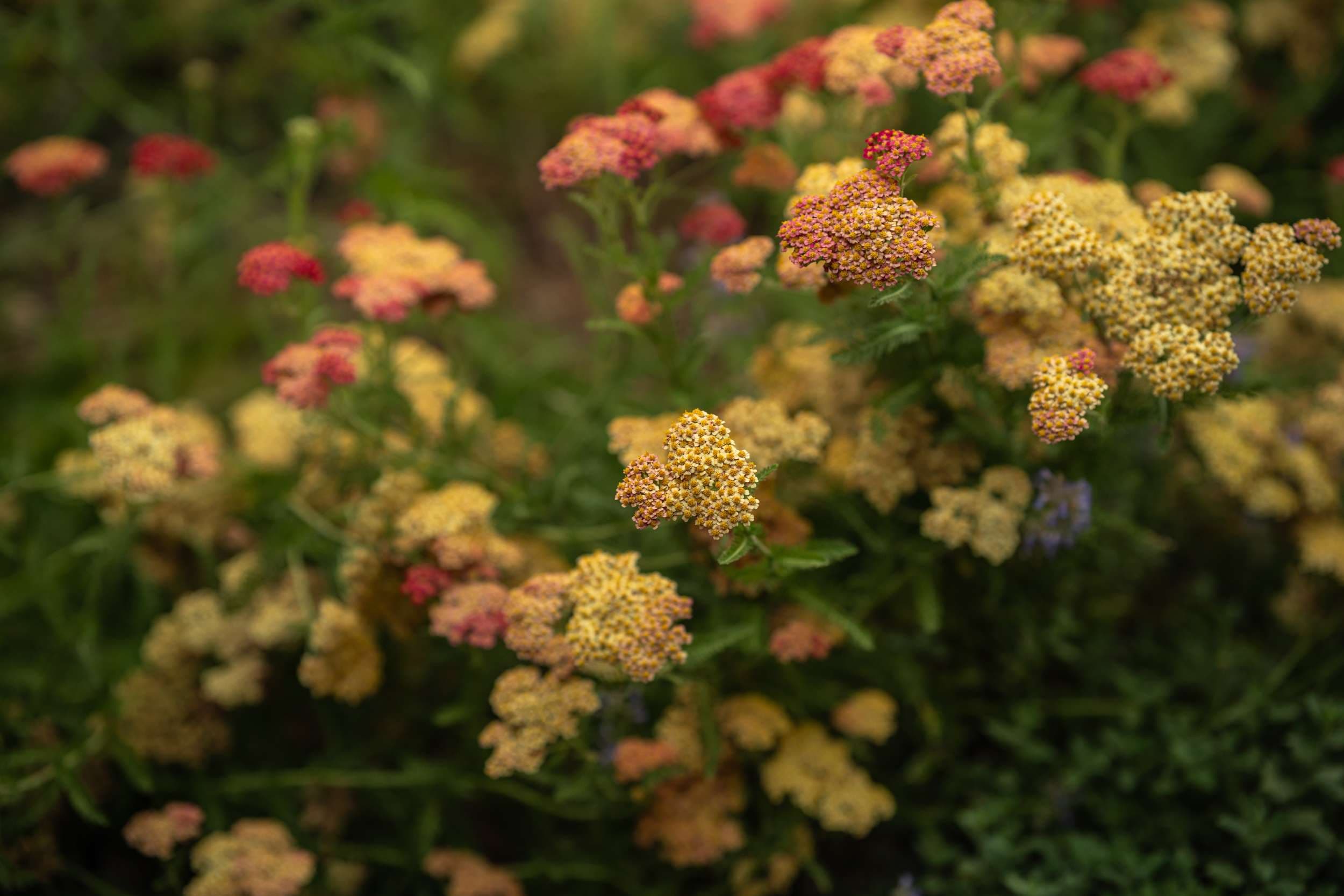 Colorful yarrow flowers in coral, orange, and yellow garden borders
