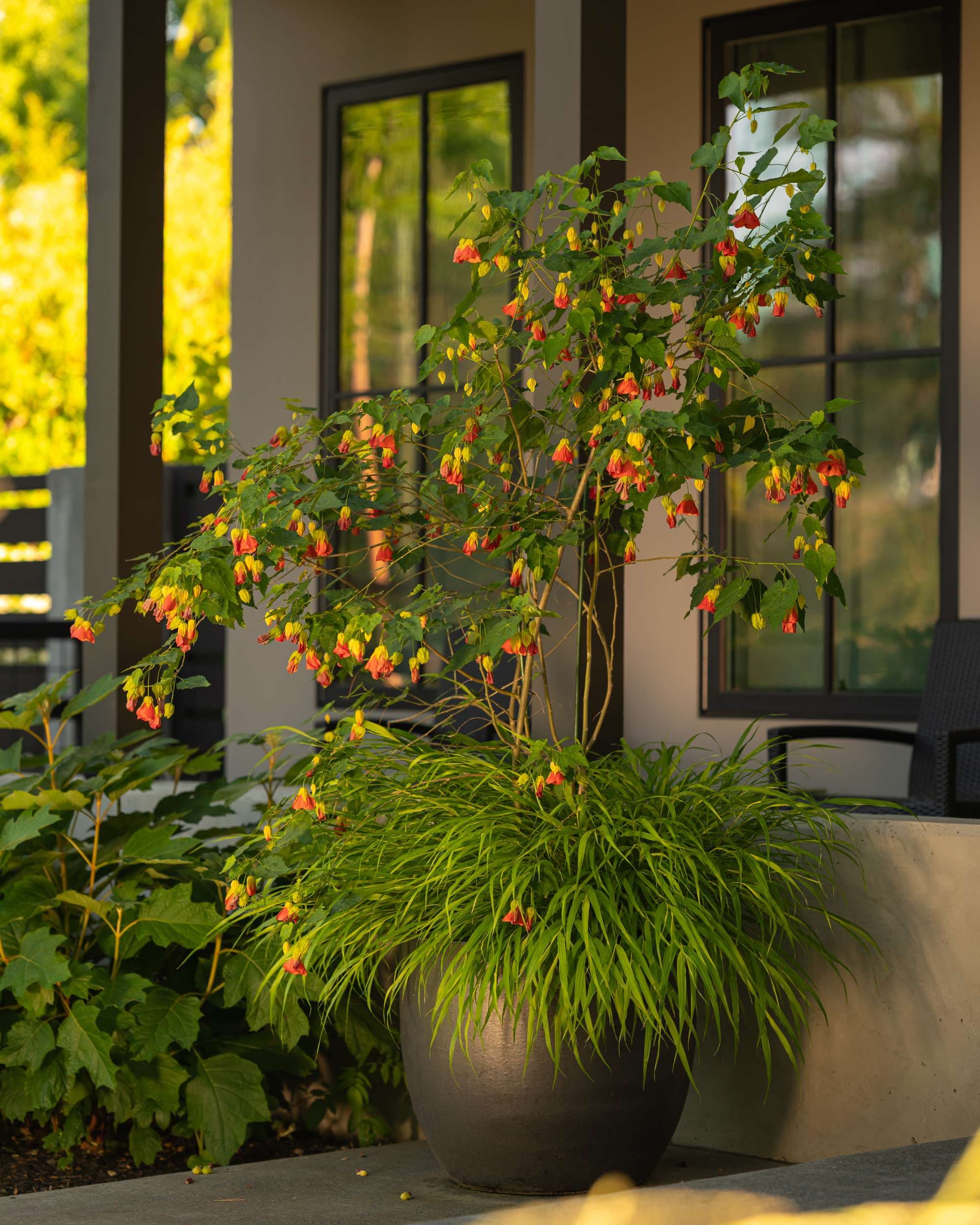 Flowering maple with red and yellow bell-shaped blooms in a spring container