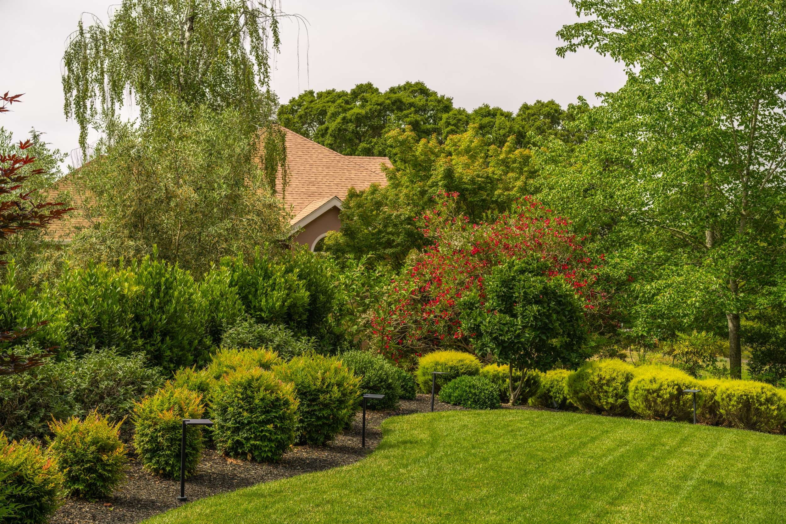Curved lawn, boxwood hedges, and a weeping willow in a designed Sonoma County landscape