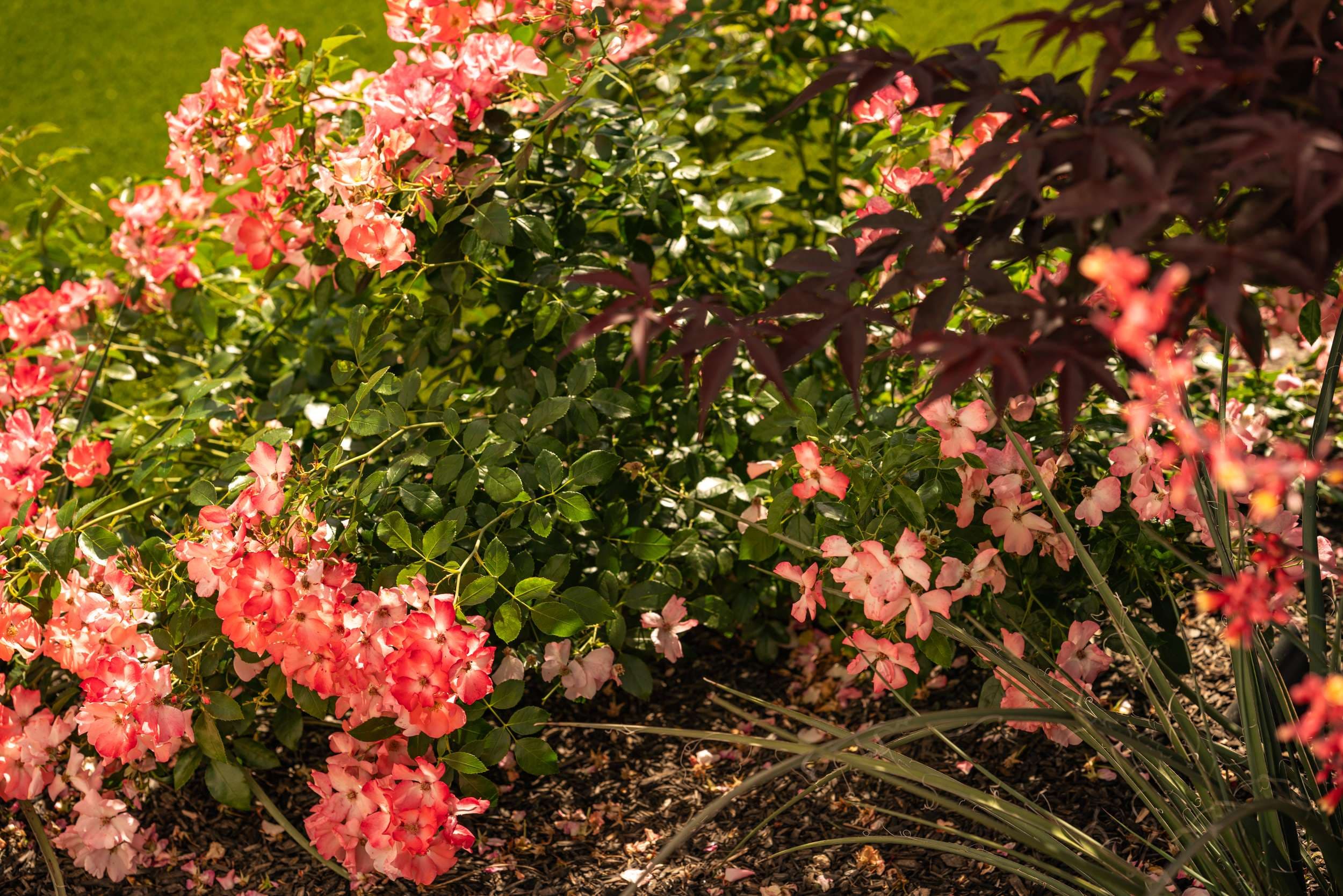 Pink flowering shrubs, Japanese maple, and ornamental grasses in a summer garden