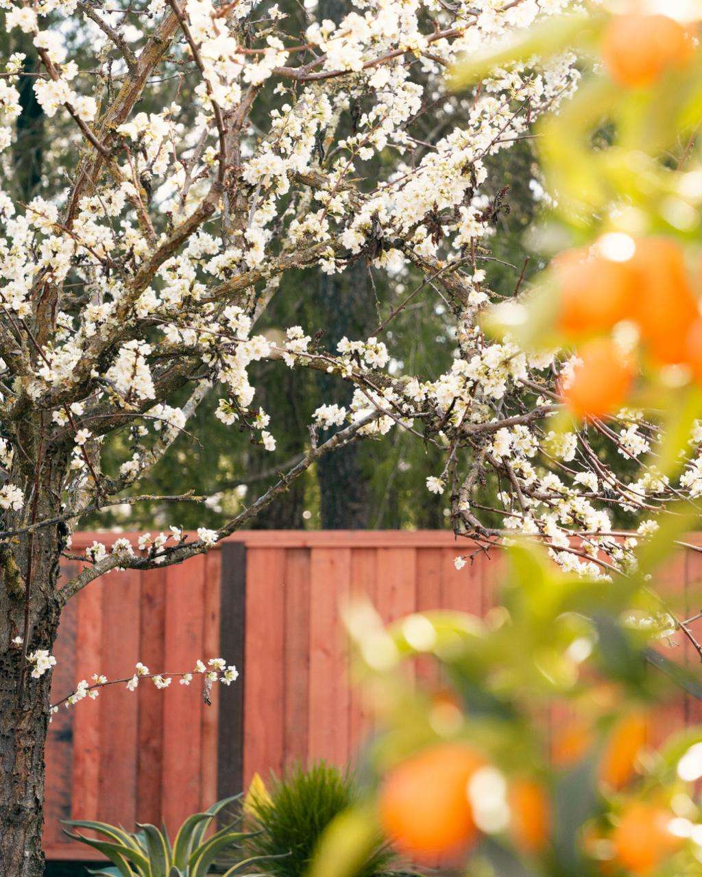 What to Plant in March in Sonoma County: A Local Gardener’s Guide in Sonoma County