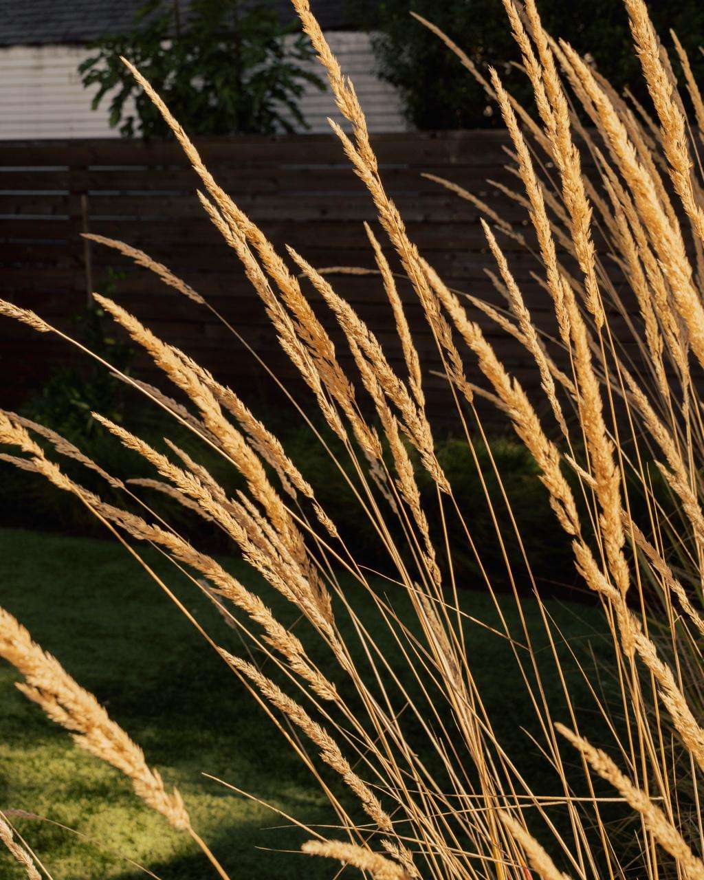 Water-wise ornamental grasses glowing in a Sonoma County garden at sunset