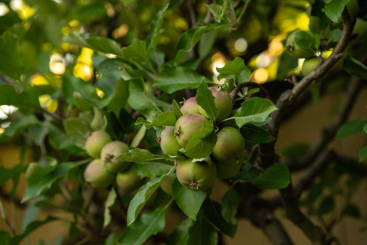 Green apples growing on tree in Sonoma County garden