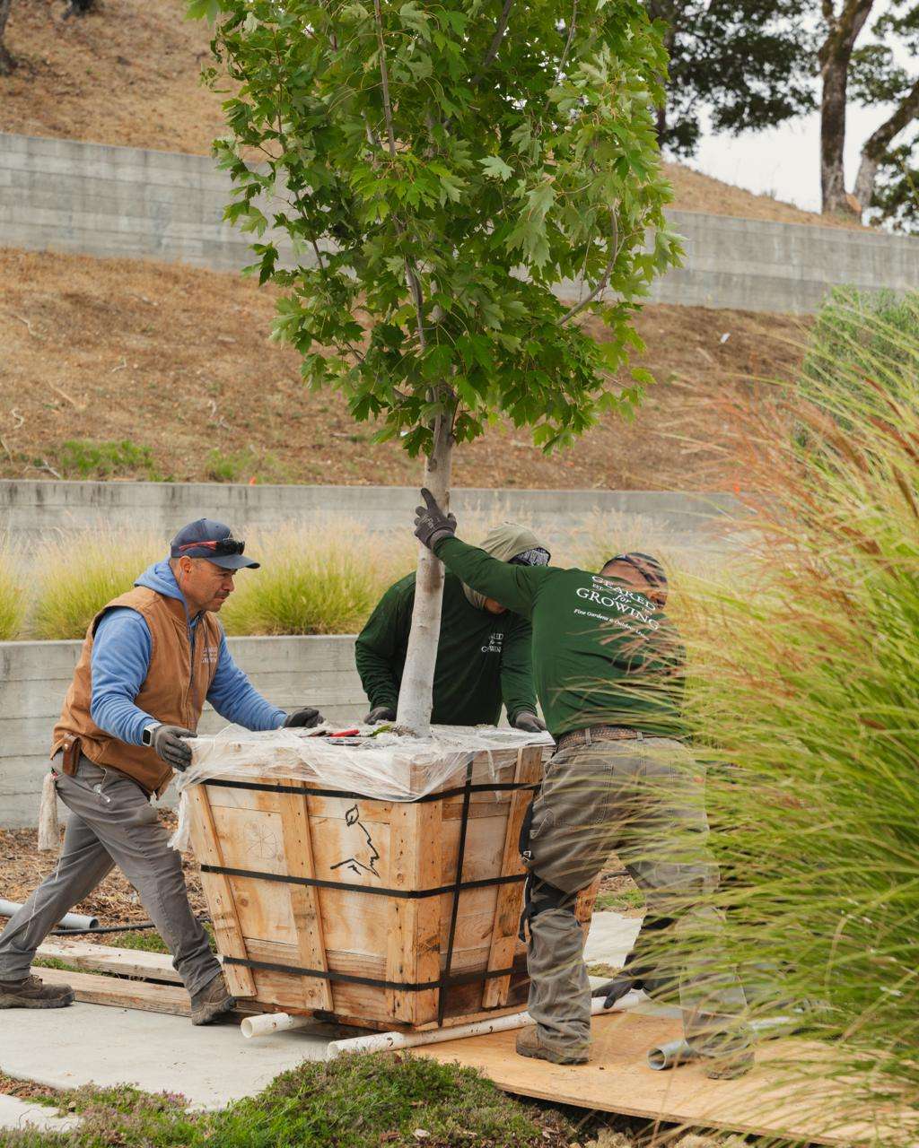 Gravel path and low-water planting replacing conventional lawn in a Sonoma County garden