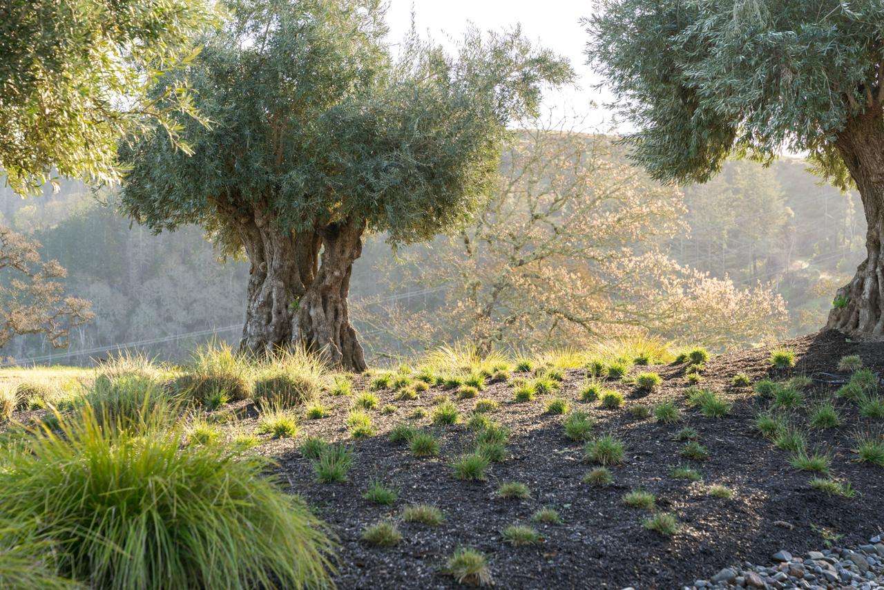 The Best Low-Maintenance Plants for a Sonoma County Garden in Sonoma County