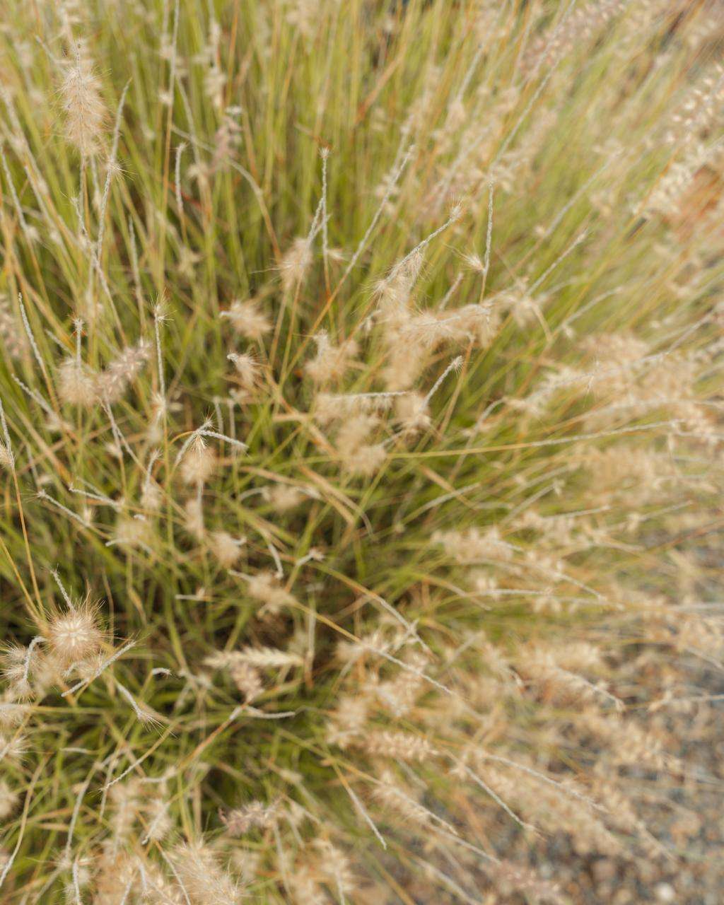 Fine ornamental grass seed heads in a Sonoma County planting