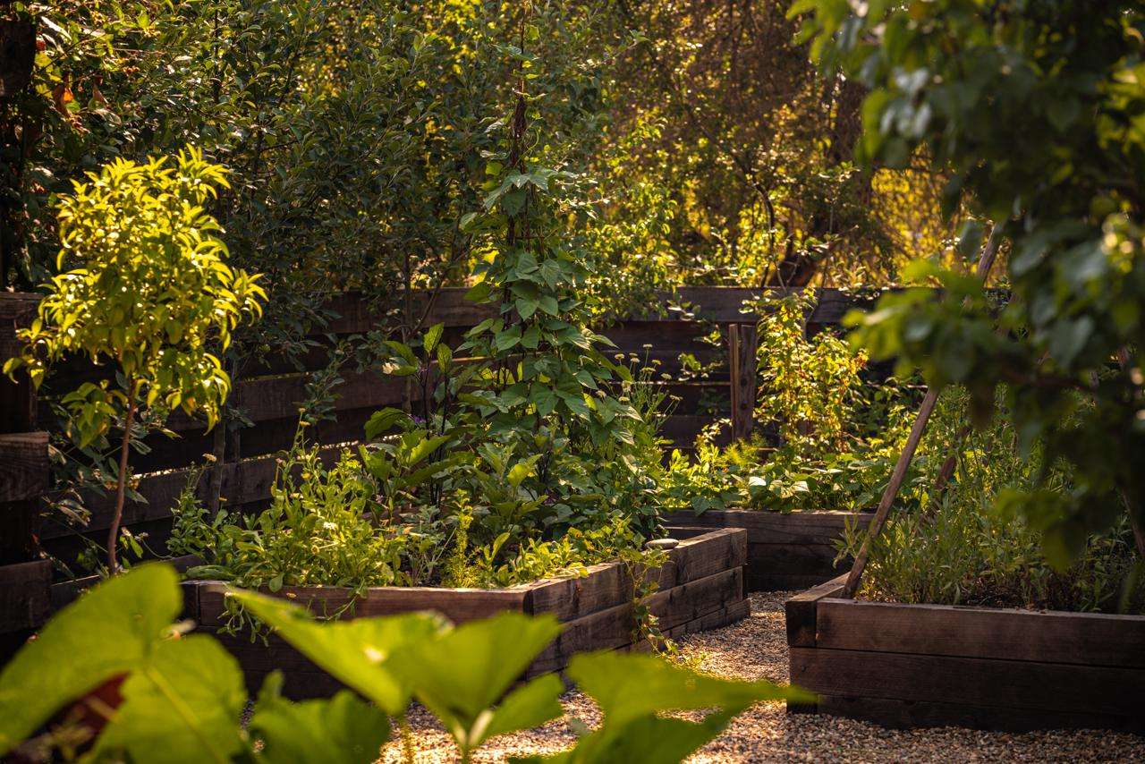 Productive wooden raised beds surrounded by fruit trees and edible plants