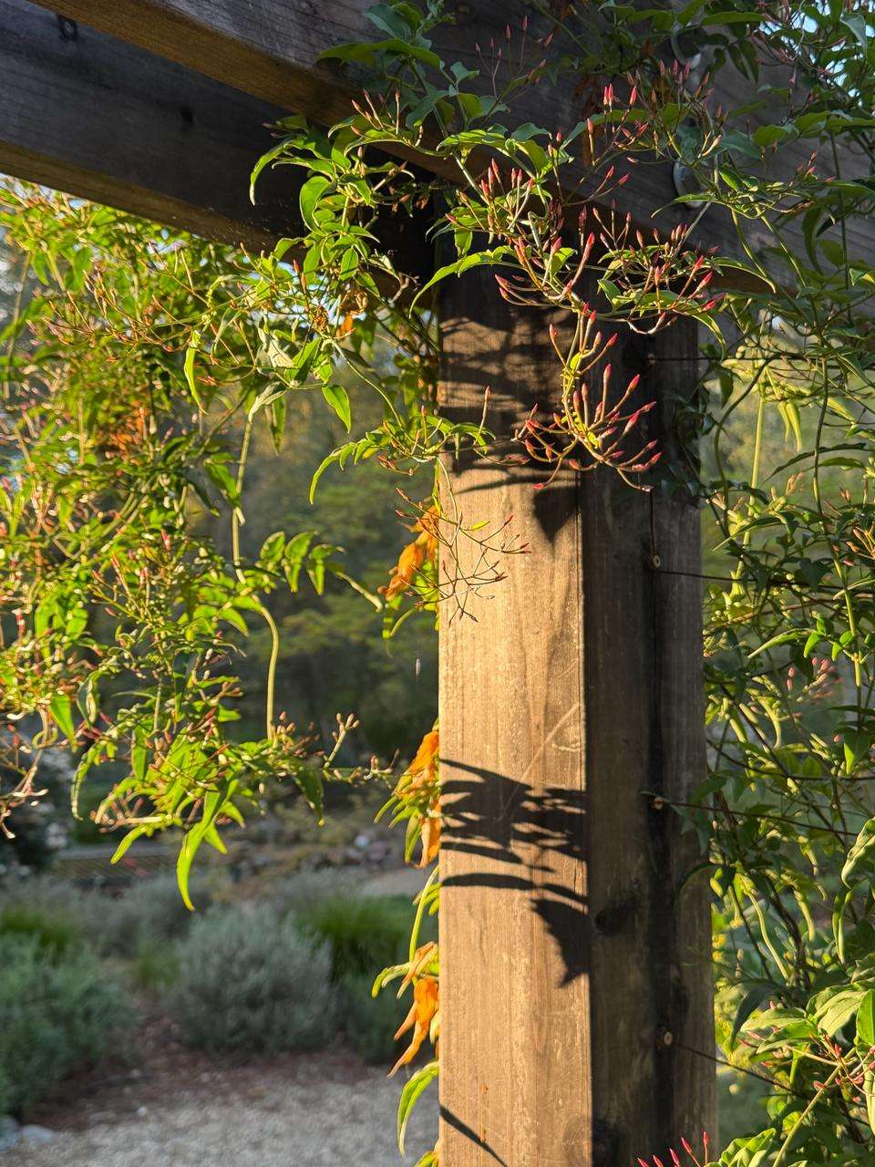 Flowering trumpet vine creating a green privacy screen over a garden pergola
